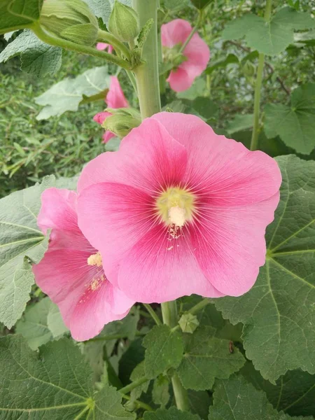 pink hibiscus flower in the garden