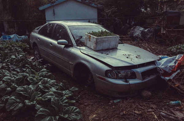 Coche Viejo Bosque — Foto de Stock