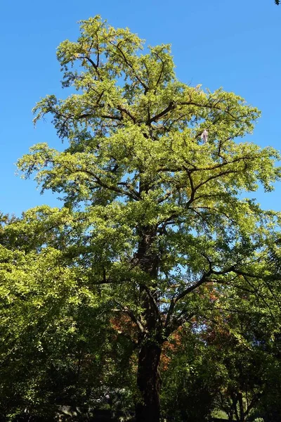 Árboles Verdes Bosque — Foto de Stock