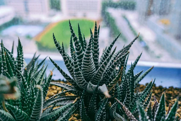 Planta Suculenta Cactus Flora — Foto de Stock