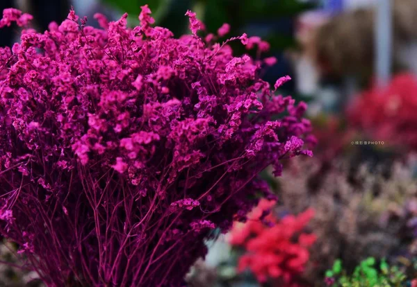 Bellissimi Fiori Giardino — Foto Stock