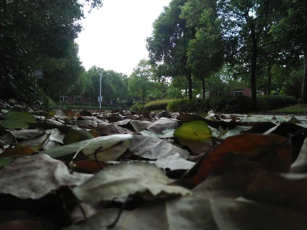 Hermoso Paisaje Con Árboles Bosque — Foto de Stock