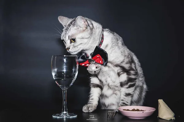 cute cat with a glass of red roses on a black background