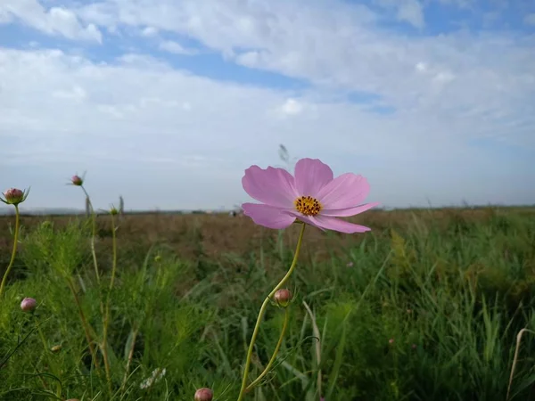 flora and nature, forest plants, flowers