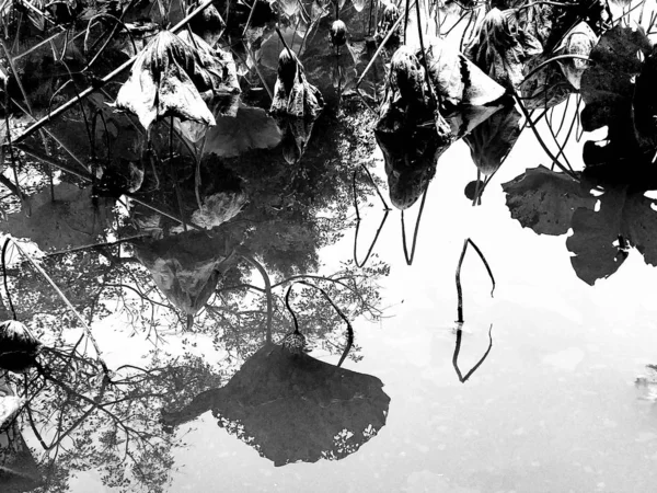 Imagen Blanco Negro Una Planta Tropical — Foto de Stock