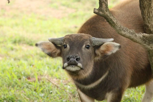 Domestic cattle at the farm