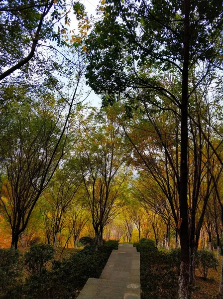 beautiful landscape with trees and tree