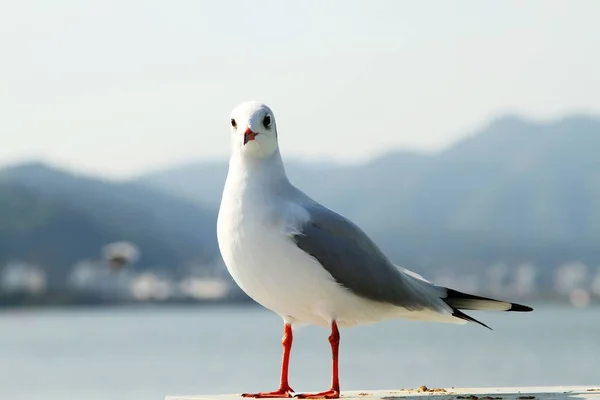 seagull on the sea in the city