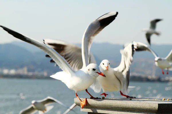 seagull on the sea in the city