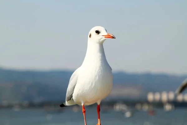 seagull on the sea in the city