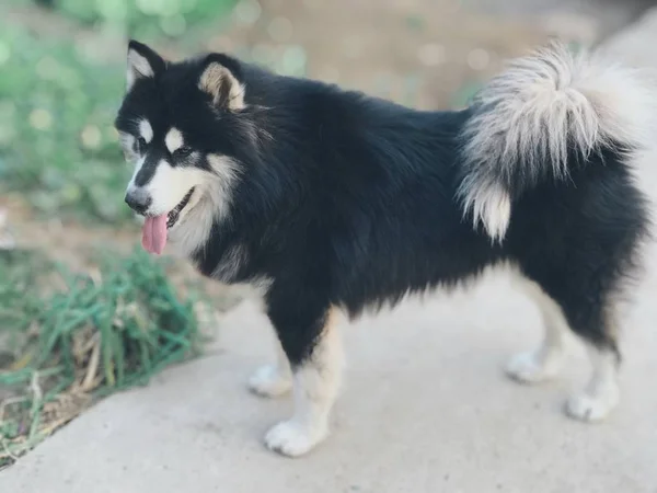 Lindo Perro Parque — Foto de Stock