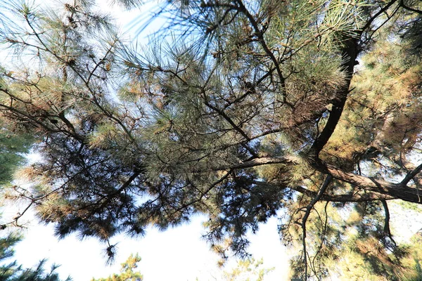 Hermoso Paisaje Primavera Con Árboles Ramas — Foto de Stock