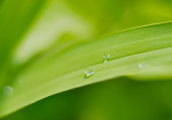 Hoja Verde Flora Naturaleza — Foto de Stock