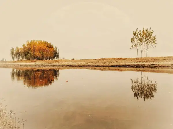 Beautiful Landscape Tree Lake — Stock Photo, Image