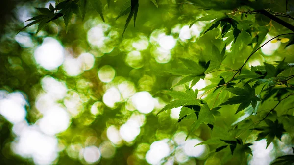 Hojas Verdes Bosque — Foto de Stock