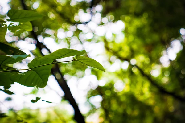 Hojas Verdes Árbol — Foto de Stock