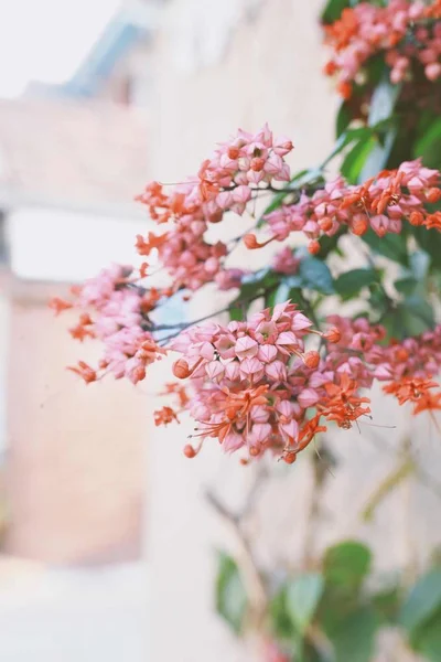 beautiful pink flowers on a background of a tree