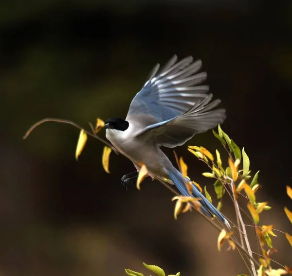 Pohled Krásného Ptáka — Stock fotografie