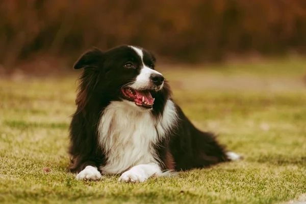 Lindo Perro Parque — Foto de Stock