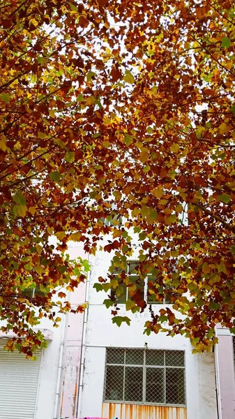 Hojas Otoño Parque Temporada Otoño — Foto de Stock