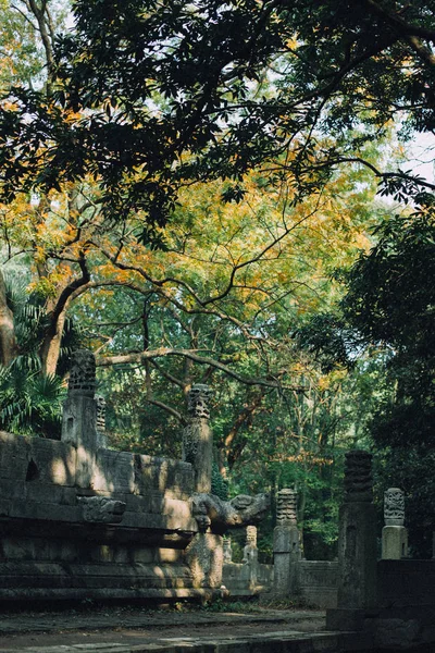 Hermoso Árbol Rojo Parque — Foto de Stock