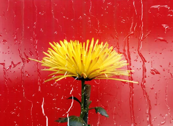 red flower on a background of a large window