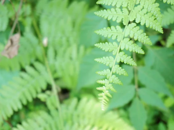 green fern leaves in forest, flora in nature