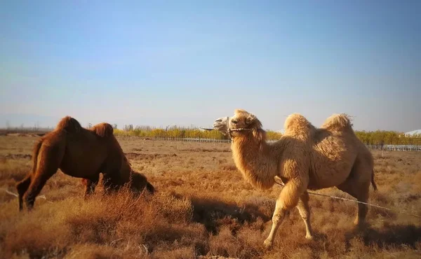 Caballos Desierto — Foto de Stock