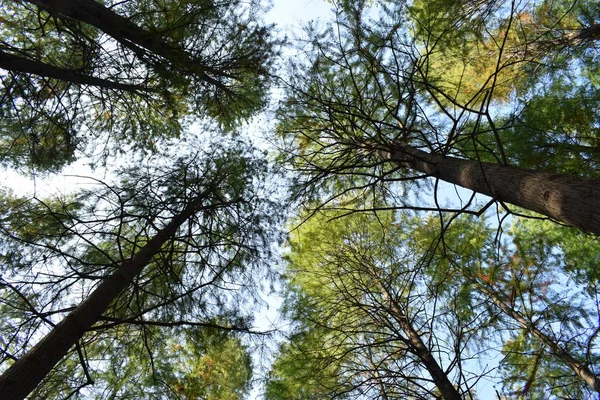 Ramas Árboles Bosque — Foto de Stock