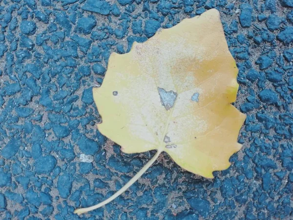 old paper with leaves on a wooden background