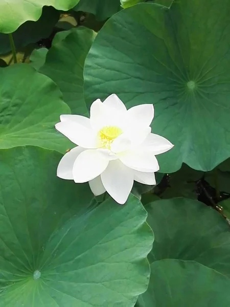 lotus in pond, water lily, flora in water