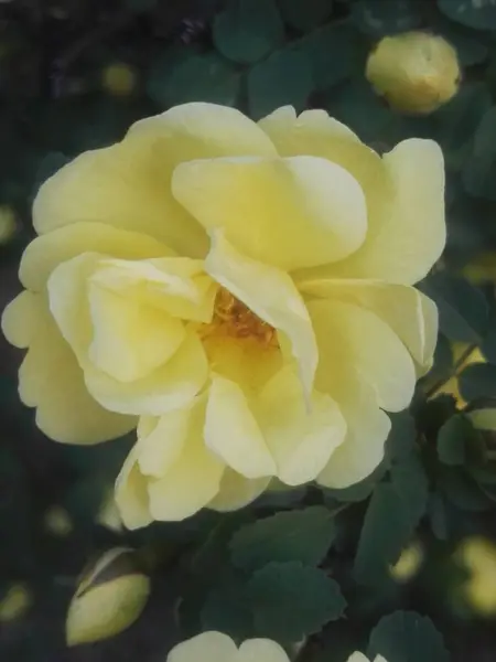 Hermosa Flor Jardín — Foto de Stock