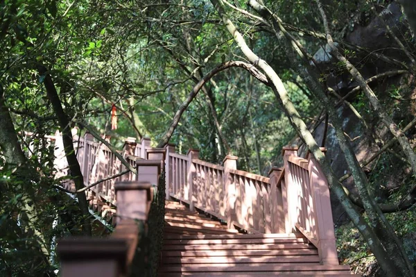 Árboles Selva Tropical Parque — Foto de Stock