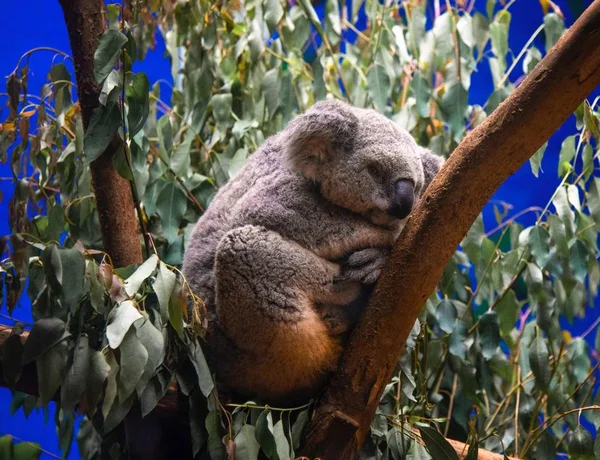 Koala Drzewie — Zdjęcie stockowe