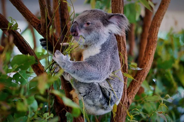 Koala Zoo Dzikie Zwierzęta — Zdjęcie stockowe