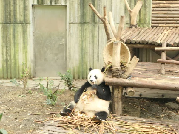 panda bear animal in zoo, pandas wildlife
