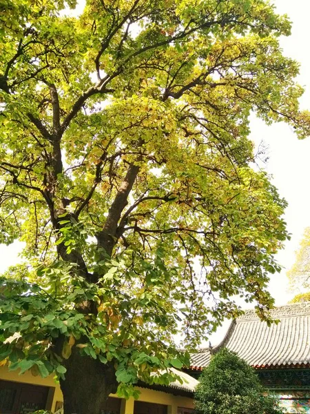 stock image autumn leaves in park, fall season 