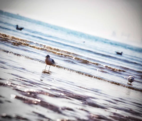 Gaviota Playa — Foto de Stock