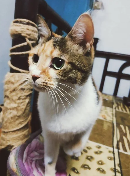 Retrato Gato Lindo — Foto de Stock