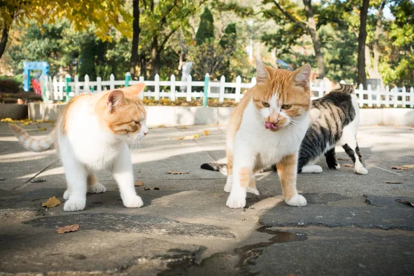 cat and dog in the street