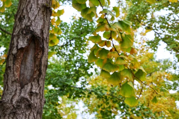 Ramas Árboles Bosque Flora — Foto de Stock