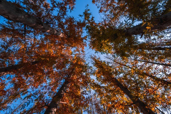 秋の森林景観カラフルな秋 — ストック写真