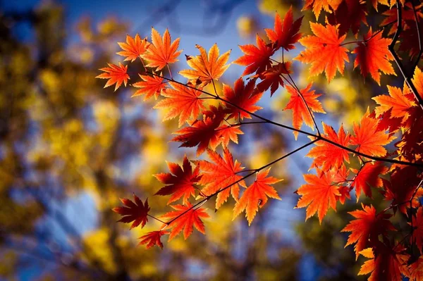 秋天的树叶在公园里 秋天的季节 — 图库照片