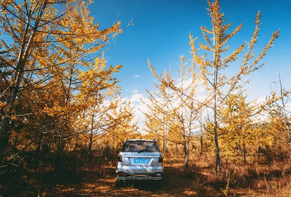 Uma Bela Paisagem Com Uma Árvore Fundo — Fotografia de Stock