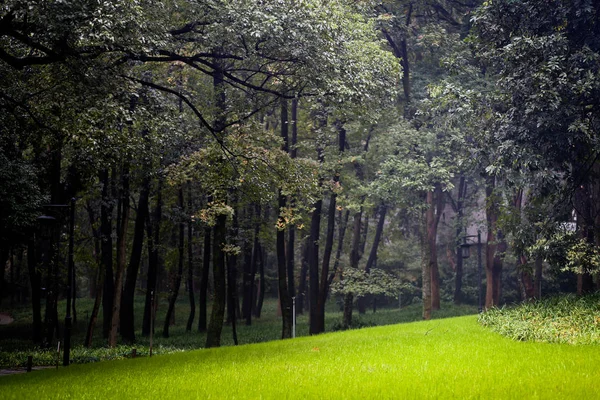 Árboles Verdes Parque — Foto de Stock