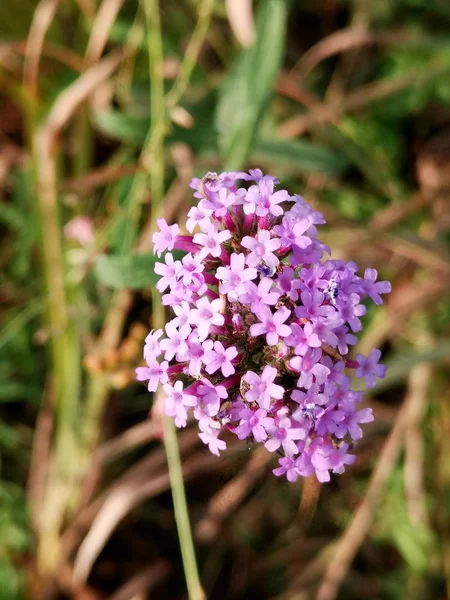 Hermosa Flor Púrpura Jardín — Foto de Stock