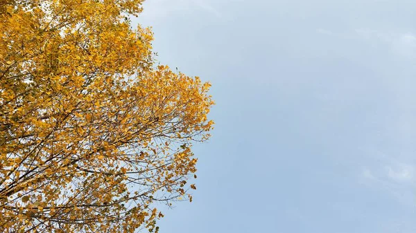 stock image colorful autumn trees in the park