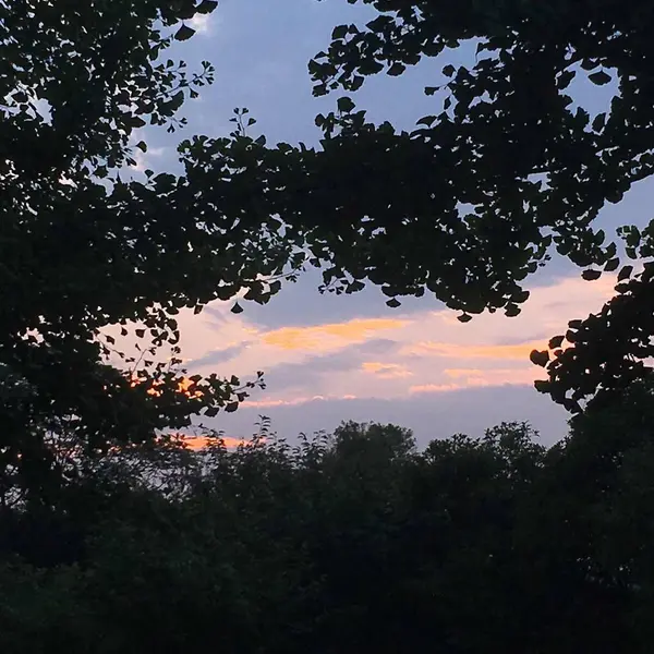 stock image beautiful sunset in the forest