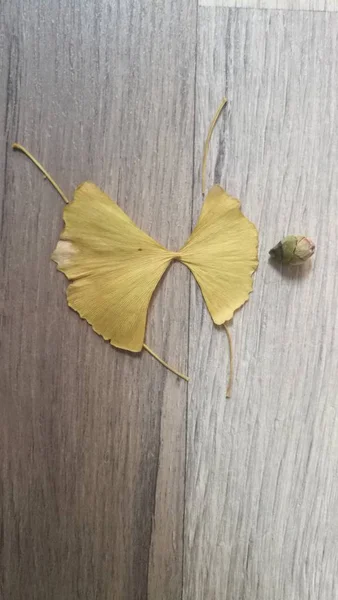 yellow autumn Ginkgo leaves, flora and nature