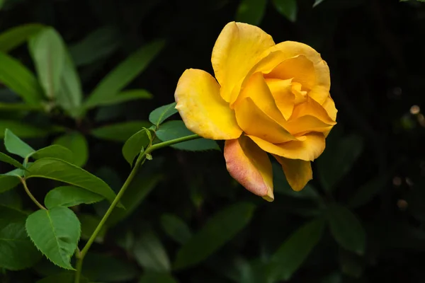 ดอกก หลาบท สวยงามในสวน — ภาพถ่ายสต็อก